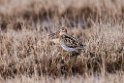 Snipe.20120615_2482