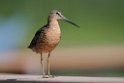 Sort-billed Dowitcher.20120630_5023