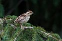 Spruce Grouse.20120630_4895