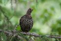Spruce Grouse.20120630_4905