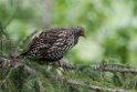 Spruce Grouse.20120630_4915