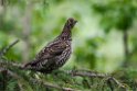 Spruce Grouse.20120630_4926