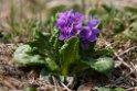 St. Paul.blomst.20120622_3423