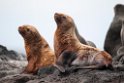 Stellers Sealion.20120622_3535