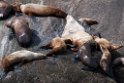 Stellers Sealion.20120628_4747