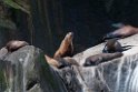 Stellers Sealion.20120628_4760