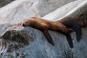 Stellers Sealion.20120628_4800