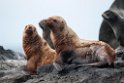 Stellers sealion.20120622_3523