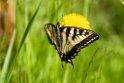 Svalahale.20120615_2352