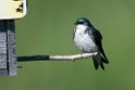 Tree Swallow.20120630_5150
