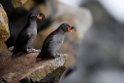 Tufted Auklet.20120624_4142