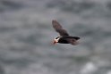 Tufted Puffin.20120621_3196