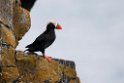 Tufted puffin.20120624_4150