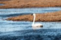 Whistling swan.20120612_1504