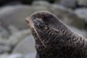 orthern Fur Seal.20120621_3082