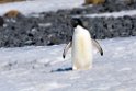 Adeile Penguin.20081117_5038