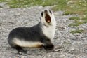 Antarctic Fur seal.20081113_3796