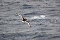 Antarctic Petrel.20081116_4851