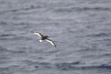 Antarctic Petrel.20081116_4857