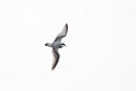 Antarctic Prion.20081110_3407