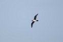 Atlantic Petrel 20081109_3074