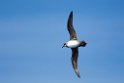 Atlantic.petrel20081109_3133