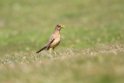 Austral Thrush.20081107_2165