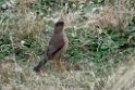 Austral Thrush.20081108_2869