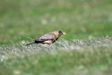 Austral.Thrush.20081107_2160