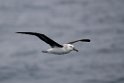 Black-browed Albatross.20081122_5717