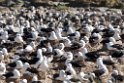 Black-browed.Albatross.koloni.20081106_1834