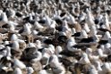 Black-rowed.Albatross.Koloni.20081106_1847