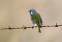 Black-throated.finch.20081108_2862