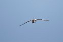 Cape Petrel.20081110_3193