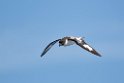 Cape.Peterl.20081106_1712
