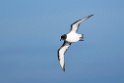 Cape.Petrel.20081106_1457