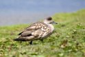 Crested.duck.20081107_2288