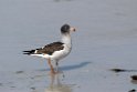 Dolphin.Gull.20081107_2717