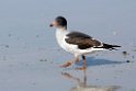 Dolphin.Gull.20081107_2731