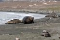 Elephant Seal.20081113_3876