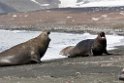 Elephant Seal.20081113_3886
