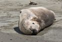 Elephant seal.20081113_3854