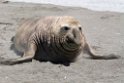 Elephant seal.20081113_3981