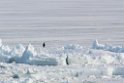Emperor Penguin.Snow Hill.20081118_5319