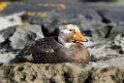 Falkland Streamerduck.20081107_2681