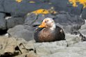 Falkland.Steamerduck.20081107_2672