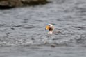 Falkland.steamerduck.20081107_2296