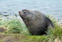 Fur Seal.20081112_3739