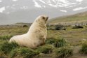 Fur seal.20081111_3490