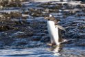 Gentoo Penguin.20081117_5164